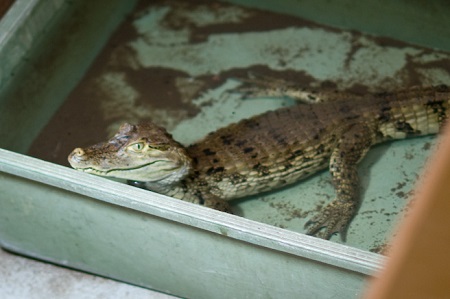 【米国発！Breaking News】庭に置いたバスタブでワニを飼い、ひな鳥を与え続けた男が逮捕。（フロリダ州）