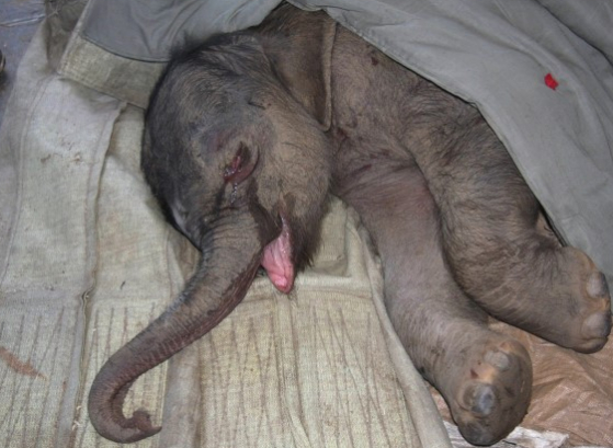 【アジア発！Breaking News】母象の虐待を受けた子象、涙を流すこと5時間。（中国）