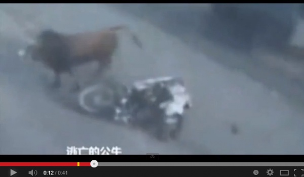 中国の道路で牛がバイクに頭突き。画像はYouTubeのスクリーンショット