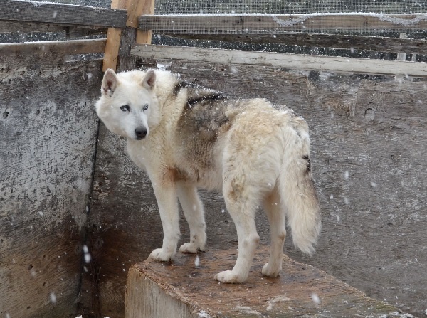 ロシアで問題となっている野良犬の存在。　（画像はイメージです）