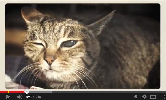しょこたんが「世界一猫が出てくる」という『9lives』のMV　（画像はYouTubeのスクリーンショット）
