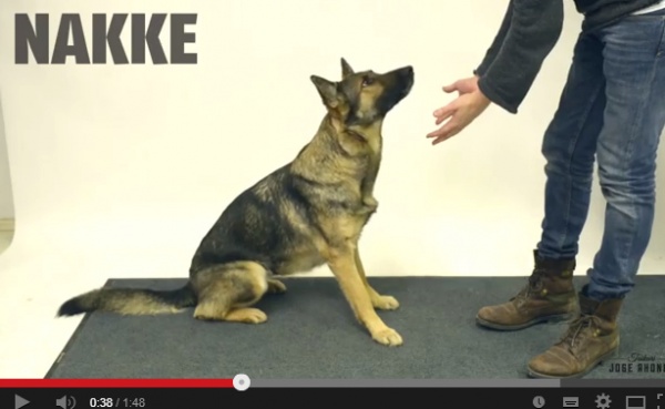 【EU発！Breaking News】犬たちがマジシャンに翻弄される動画が大人気。“オヤツはどこ？”（フィンランド）