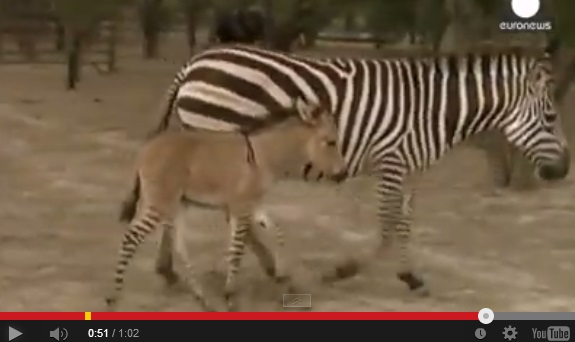 ロバとシマウマのミックス馬が誕生。画像はYouTubeのスクリーンショット