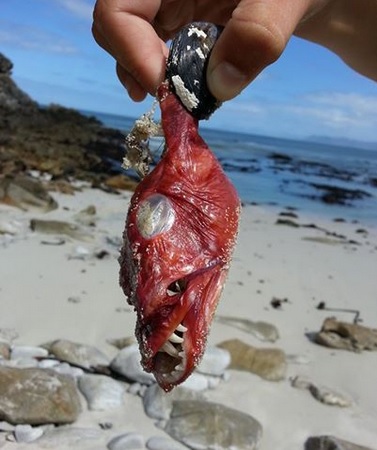 【アフリカ発！Breaking News】新種の魚!?　小さな貝から飛び出す赤い魚が見つかる。（南ア）