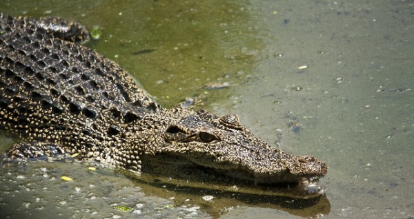 【海外発！Breaking News】ワニが妊娠2か月の女性を食べる。今年に入って30人目の被害者。（ウガンダ）