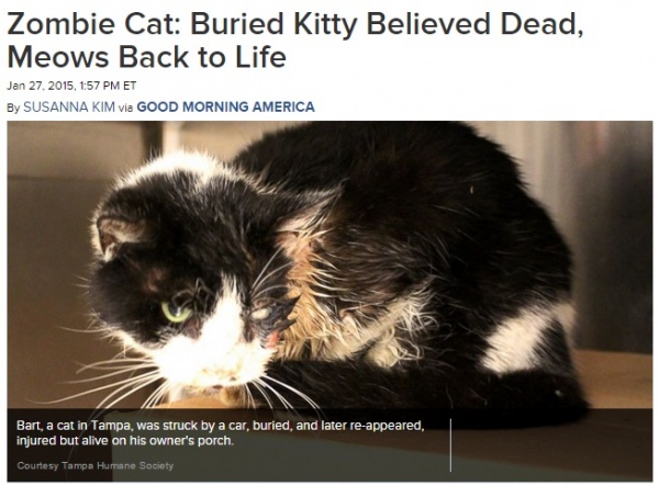 車にはねられた猫、誤って生き埋めに（画像はabcnews.go.comのスクリーンショット）