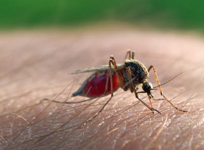 マラリア関連の蚊2種に殺虫剤への耐性（画像はイメージです）
