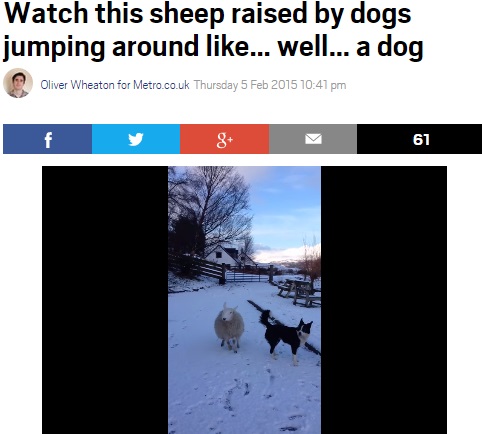 スコットランドに牧羊犬のようなヒツジが存在（画像はmetro.co.ukのスクリーンショット）