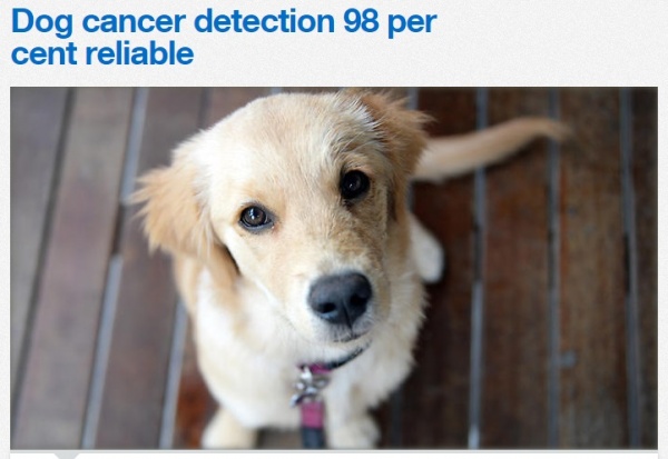 前立腺ガン、犬の嗅覚で発見する時代へ!?（画像はsbs.com.auのスクリーンショット）