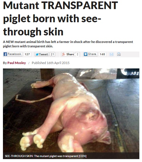 アルゼンチンで豚が透明な肌をもって生まれる（画像はdailystar.co.ukのスクリーンショット）