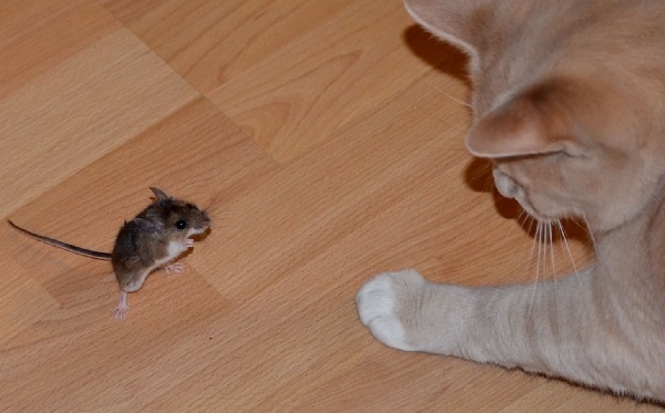 ネズミの巨大化に、はたして猫は!?（画像はイメージです）