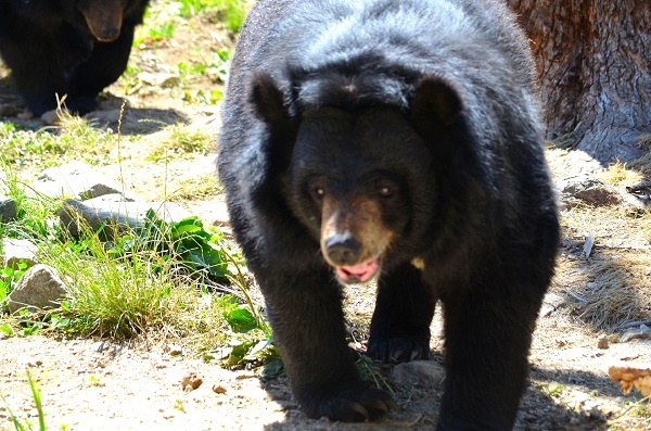 【海外発！Breaking News】クマの檻に乱入した男性、右手をかじられるも殴り返して制圧（ポーランド）