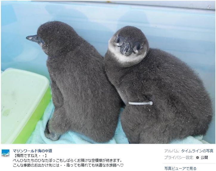 【エンタがビタミン♪】HKT48が“ペンギンの赤ちゃん”に命名。「ワーイ」「重三郎」に水族館側の反応は？