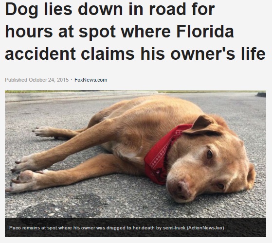 飼い主の命を奪った事故現場に倒れ込んだ愛犬（画像はfoxnews.comのスクリーンショット）
