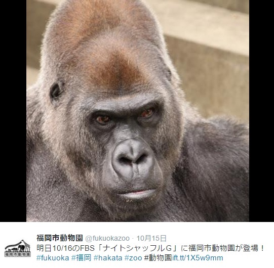 イケメンゴリラのビンドン（画像は『福岡市動物園 ツイッター』のスクリーンショット）