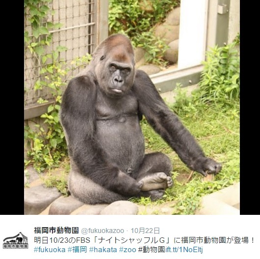 岡田准一も「カッコイイ」と認めるイケメンゴリラ・ビンドン（画像は『福岡市動物園 ツイッター』のスクリーンショット）