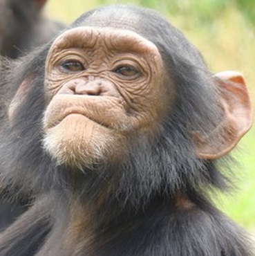 チンパンジー、幼い頃から知能はメスが上と判明（画像はイメージです）