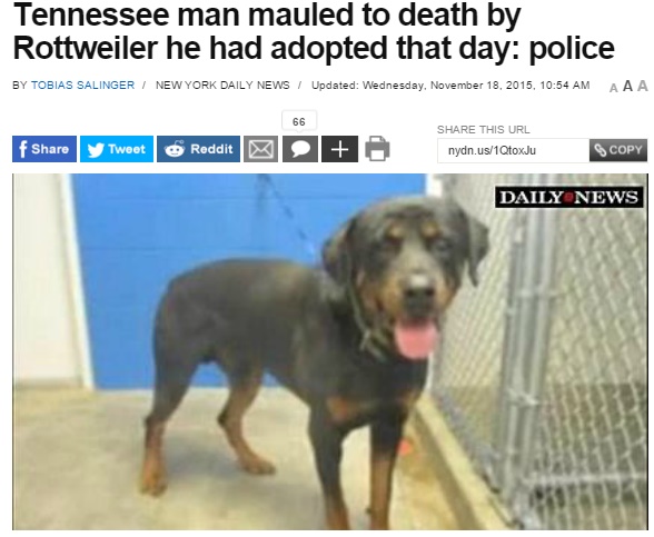 画像はnydailynews.comのスクリーンショット。野良犬と化したロットワイラー、新しい飼い主を噛み殺す。