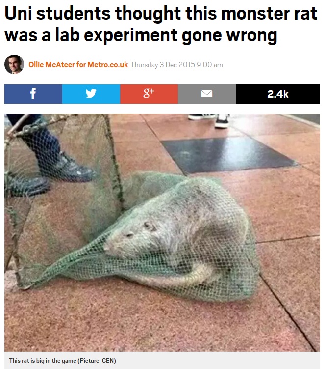【海外発！Breaking News】医科大学で体長1mものネズミを捕獲。「実験に失敗」と噂も（中国）