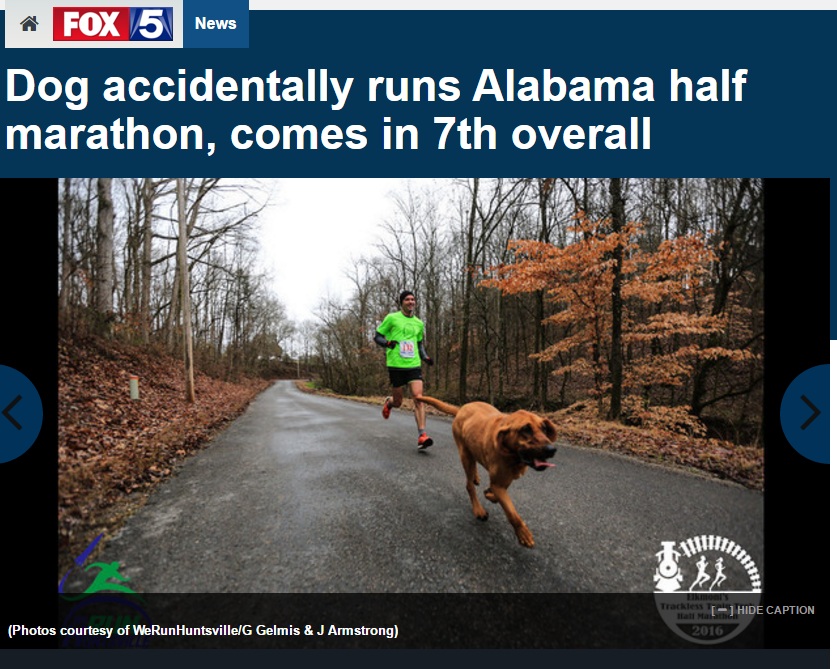 参加者と共にハーフマラソンを走る犬（出典：http://www.fox5dc.com）