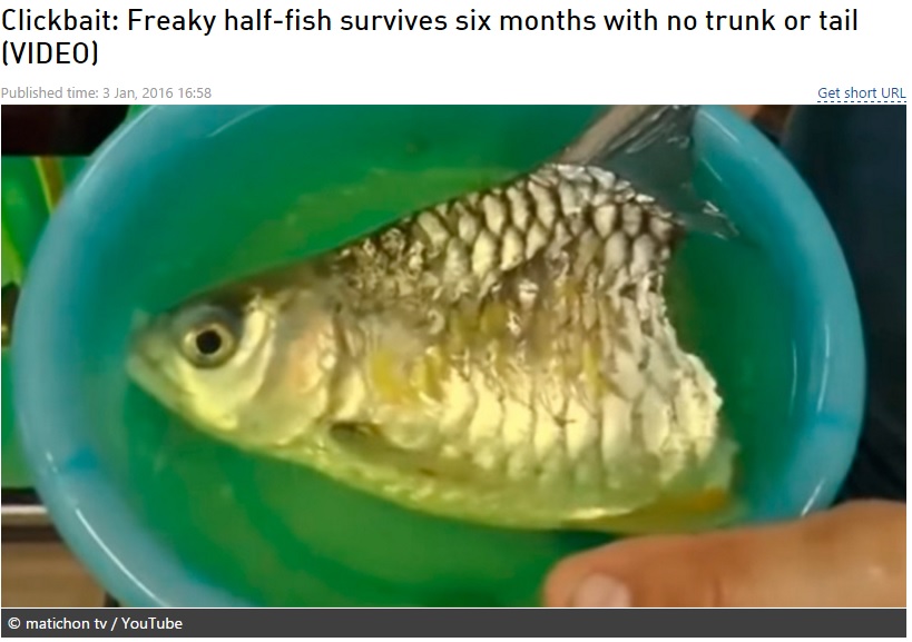 体半分失うも6か月生きた魚（画像はrt.comのスクリーンショット）