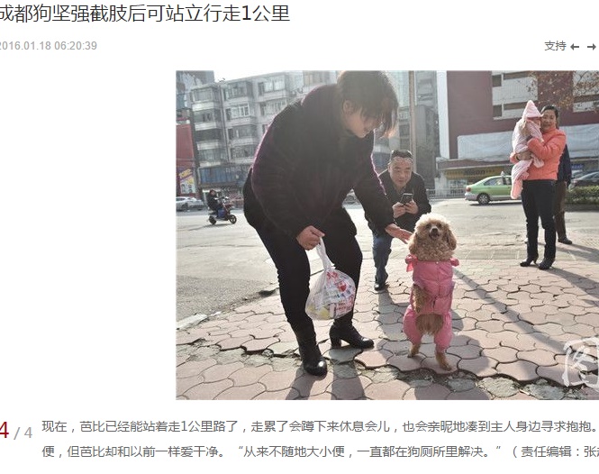事故に遭ったトイプードルの“バービー”は二足歩行（出典：http://slide.news.sina.com.cn）