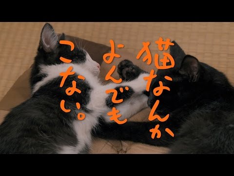 風間俊介が主演する映画『猫なんかよんでもこない。』（画像はYouTubeのサムネイル）