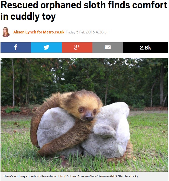 【海外発！Breaking News】保護されたナマケモノ達、ぬいぐるみで心のケア（ブラジル）
