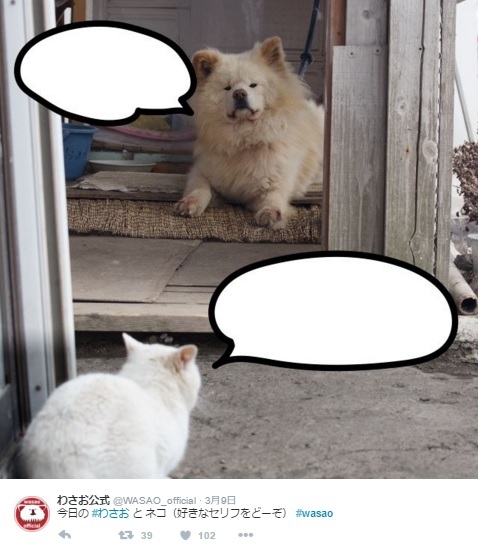 猫と会話するわさお（出典：https://twitter.com/wasao_official）