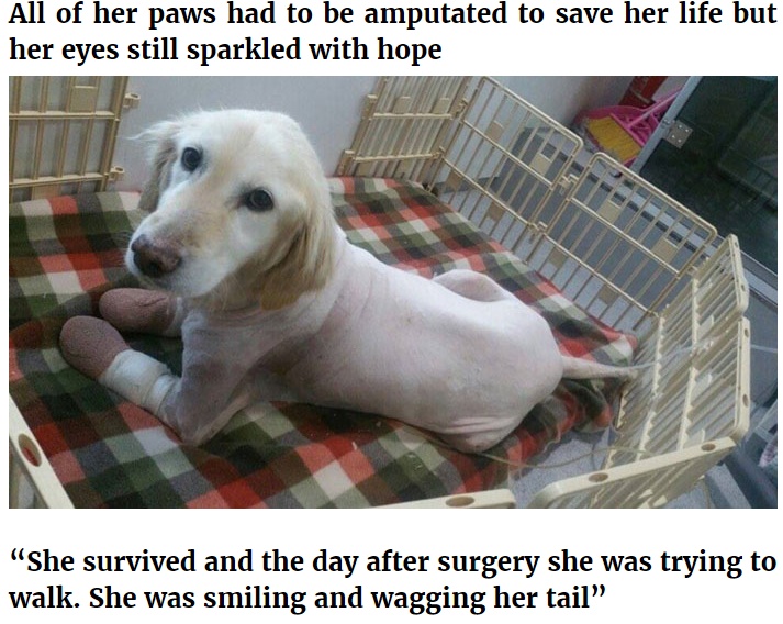 【海外発！Breaking News】韓国の食肉処理工場から救出された犬　足先すべて壊死