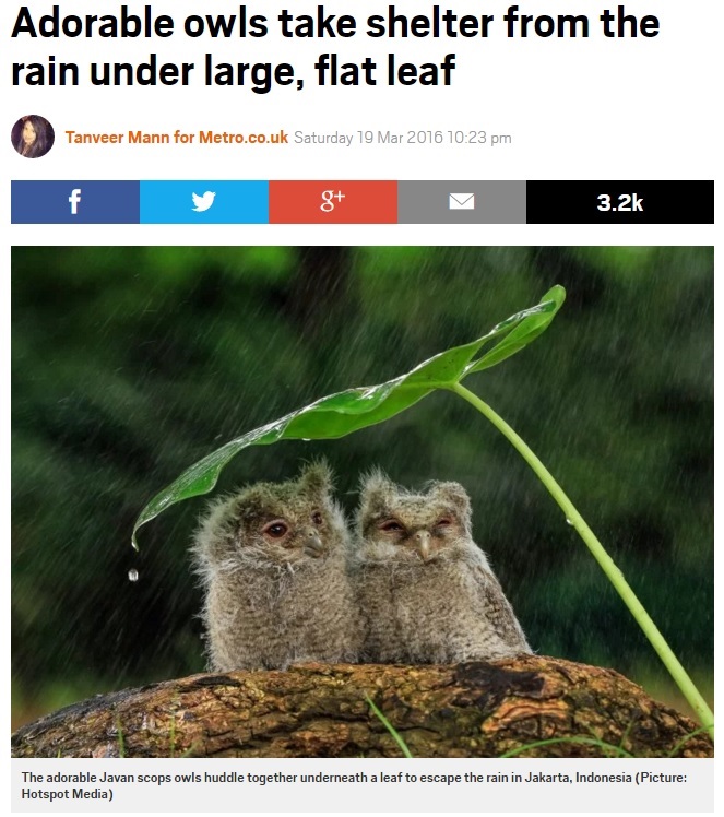 雨宿りするフクロウの貴重なショット（出典：http://metro.co.uk）