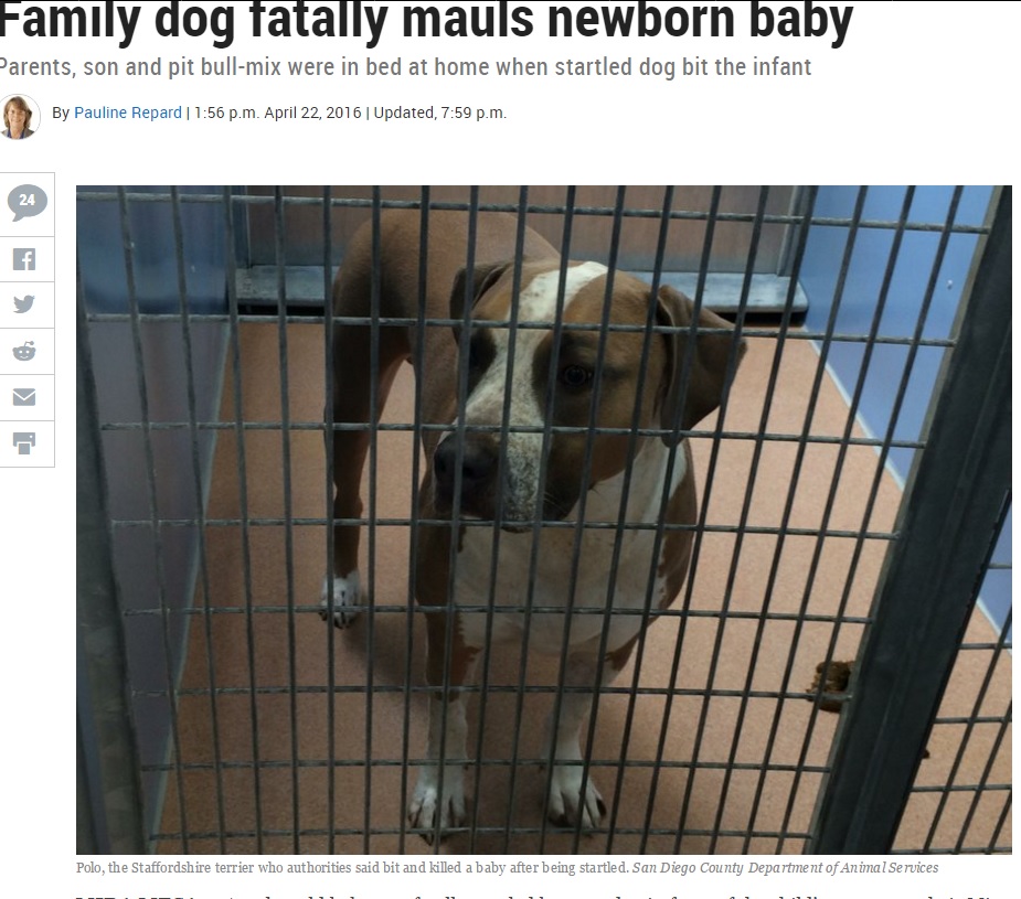 生後3日の赤ちゃんを噛み殺した犬（出典：http://www.sandiegouniontribune.com）