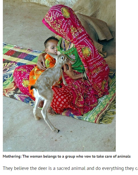 【海外発！Breaking News】動物好きの村、ママたちは親のいない子鹿を母乳で育てる（印）