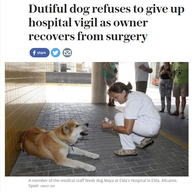 病院前で飼い主の回復を待つ秋田犬（出典：http://www.telegraph.co.uk）