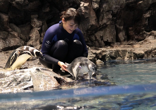 赤ちゃんペンギンのデビューの様子