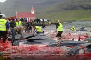 真っ赤に染まった海で作業をする住民たち（画像は『Sea Shepherd Global　2017年11月8日付「Operation Bloody Fjords update: Covert patrols documenting the slaughter go completely undetected by the Faroese government」』のスクリーンショット）