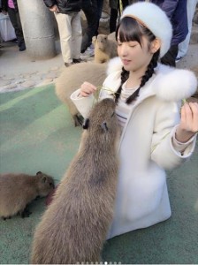 道重さゆみにエサをせがむカピバラ（画像は『道重さゆみ　2017年12月30日付Instagram「カピバラ可愛い～」』のスクリーンショット）