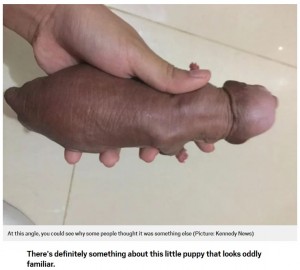 Facebook側で削除された写真（画像は『Metro　2018年5月11日付「Picture of puppy looks so much like a penis Facebook had to ban it」（Picture: Kennedy News）』のスクリーンショット）