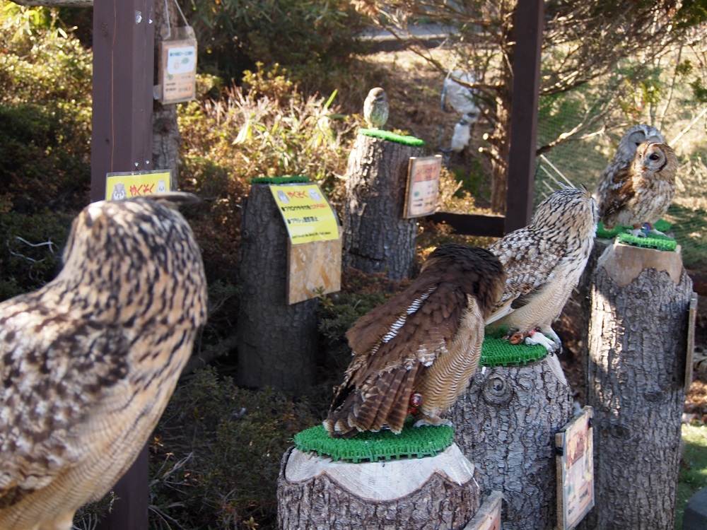 フクロウやミミズク