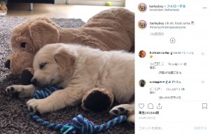 子犬だった頃のバーリー（画像は『Barley　2018年12月25日付Instagram「Uh oh, food coma」』のスクリーンショット）