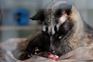 自傷行為で自分の尾を噛むジャコウネコ（画像は『Moving Animals-Official site「Tell Travel Companies to Stop Promoting Cruel Civet Coffee Trade」（Credit：Moving Animals）』のスクリーンショット）