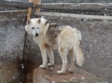 【EU発！Breaking News】ロシアを悩ませる野良犬の問題。資産家が救助に尽力するも、解決の道遠く。