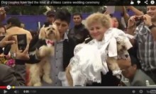 【南米発！Breaking News】オスはタキシードでメスは純白のウェディングドレス。ペルーで犬の合同結婚式。
