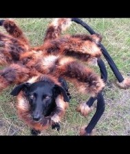 【EU発！Breaking News】ポーランドで巨大蜘蛛が大暴れするイタズラ動画が大人気。