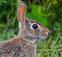 【海外発！Breaking News】生物の授業中、ウサギを熱湯につけ頭を落とした非常勤講師。（米）