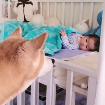 【エンタがビタミン♪】アンガ・山根、娘の初めての友達は柴犬の“はなちゃん”。一緒に写る姿にファンもほっこり。