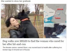 【海外発！Breaking News】ひき逃げされた犬。看病してくれた女性に会うため300キロの旅（露）
