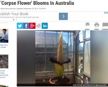 【海外発！Breaking News】世界一の激臭「死体花（スマトラオオコンニャク）」がついに開花（豪）