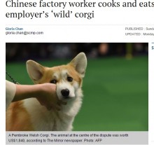 【海外発！Breaking News】野良犬だと思って食べたコーギー、実はボスのペットだった（中国）