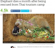 【海外発！Breaking News】観光客を背中に乗せ60年　やっと引退も1か月でひっそりと逝ったゾウ（タイ）